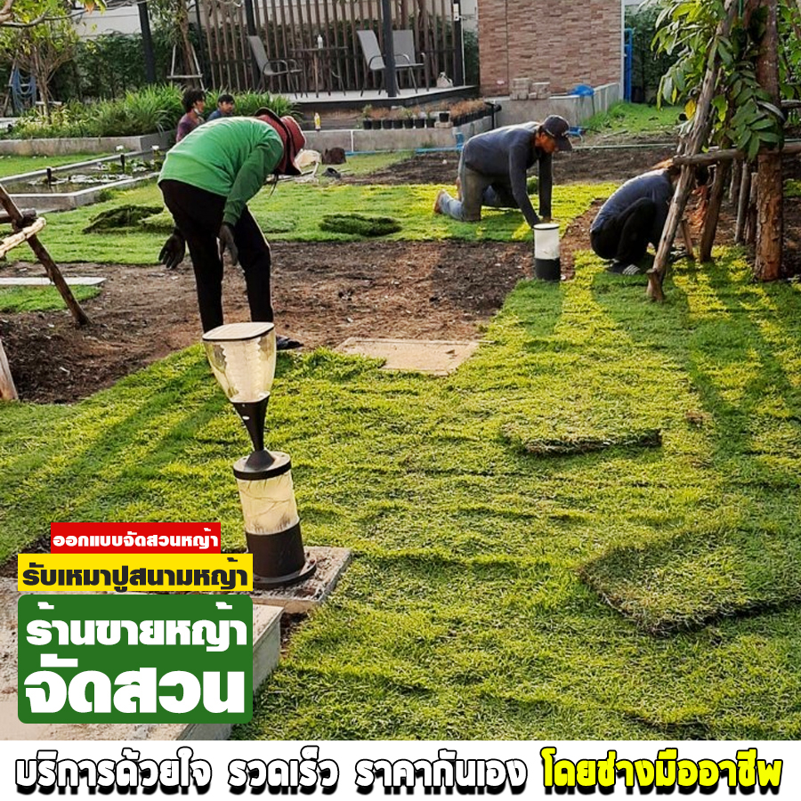 ร้านขายหญ้าจัดสวน นวลจันทร์