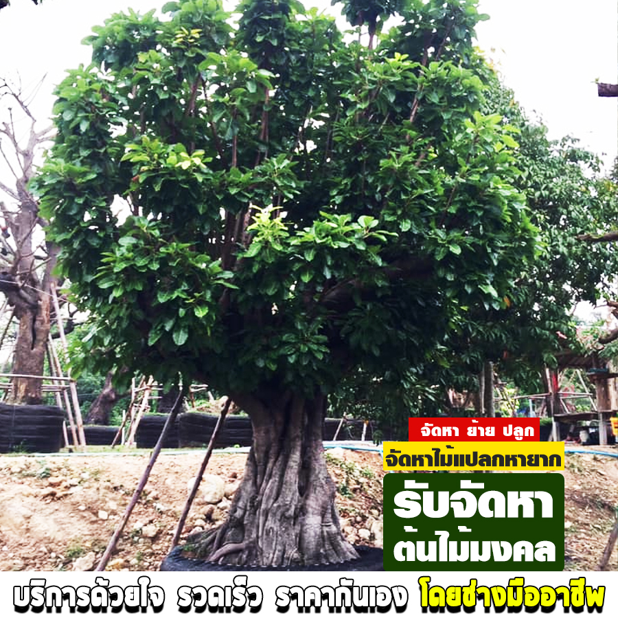 รับจัดหาต้นไม้มงคล พระราม2
