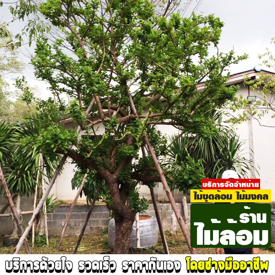 ร้านไม้ล้อม หนองคาย
